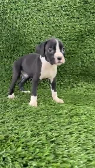 Boxer dogs for sale: Myla - Video 1