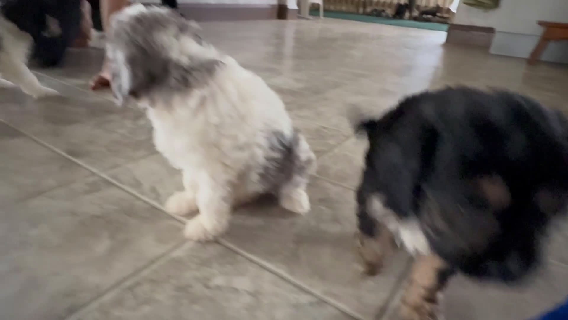 Cavapoo dogs for sale: Candy - Video 1