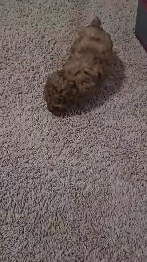 Toy Poodle dogs for sale: Brittany - Video 1