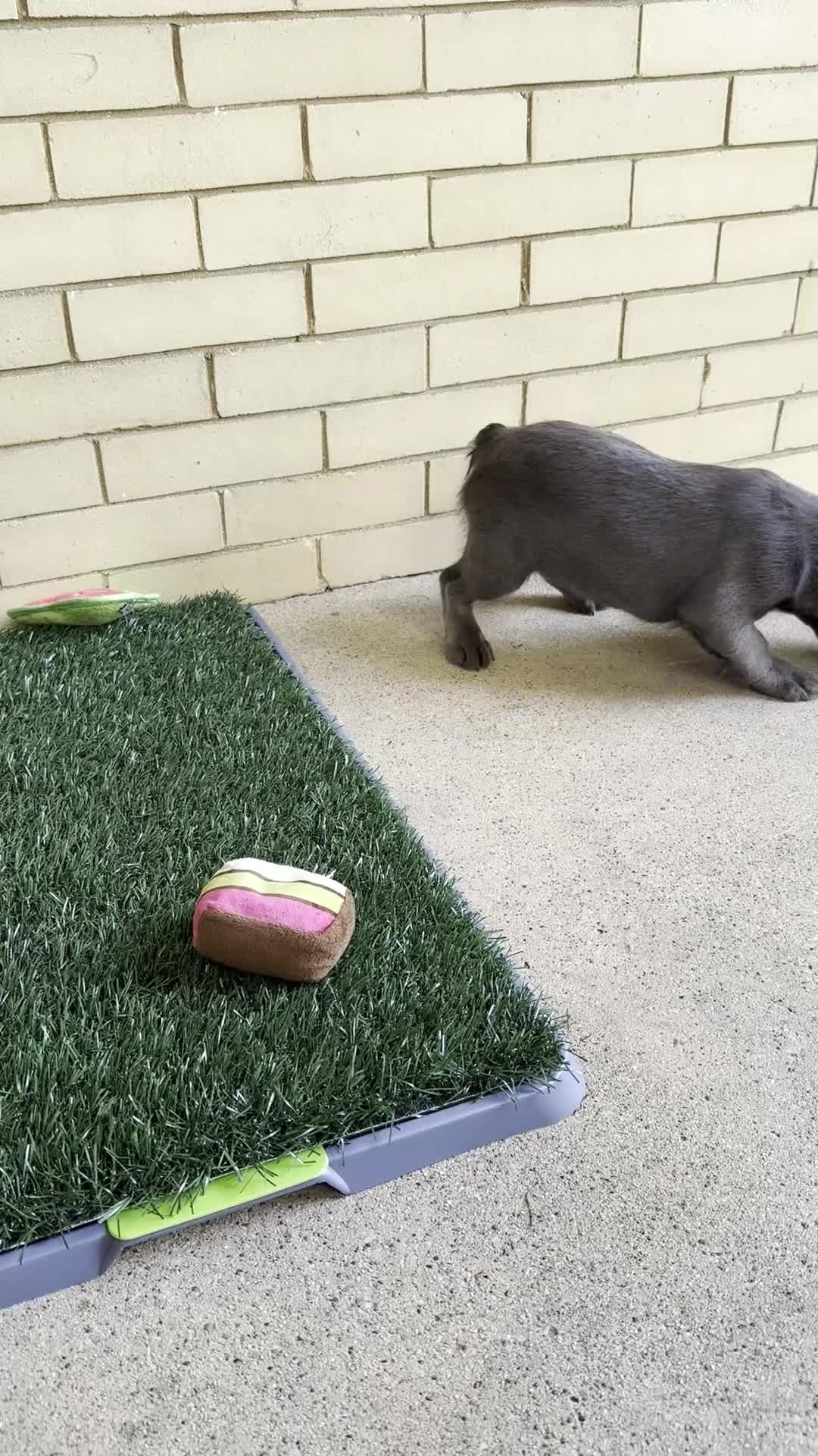 French Bulldog dogs for sale: Molly - Video 1