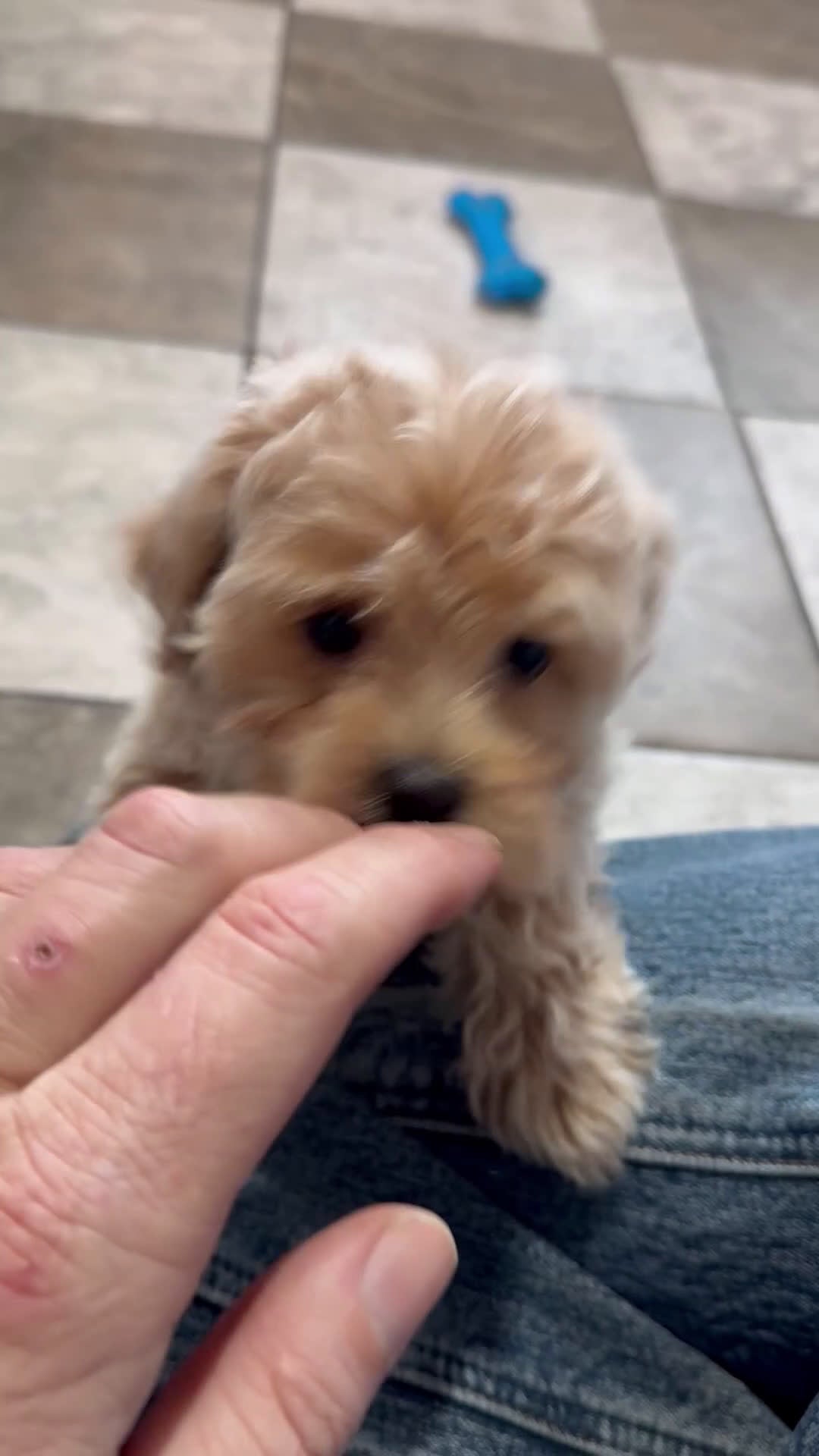 Maltipoo dogs for sale: Debbie - Video 1