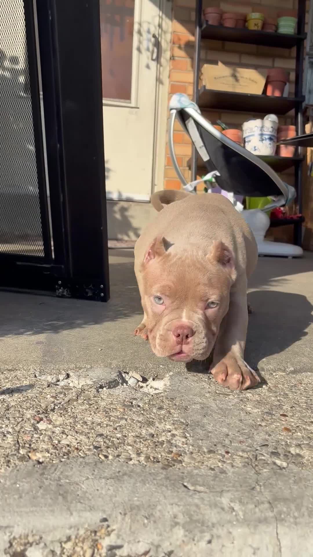 American Bully dogs for sale: American Bully Puppy 3 - Video 1
