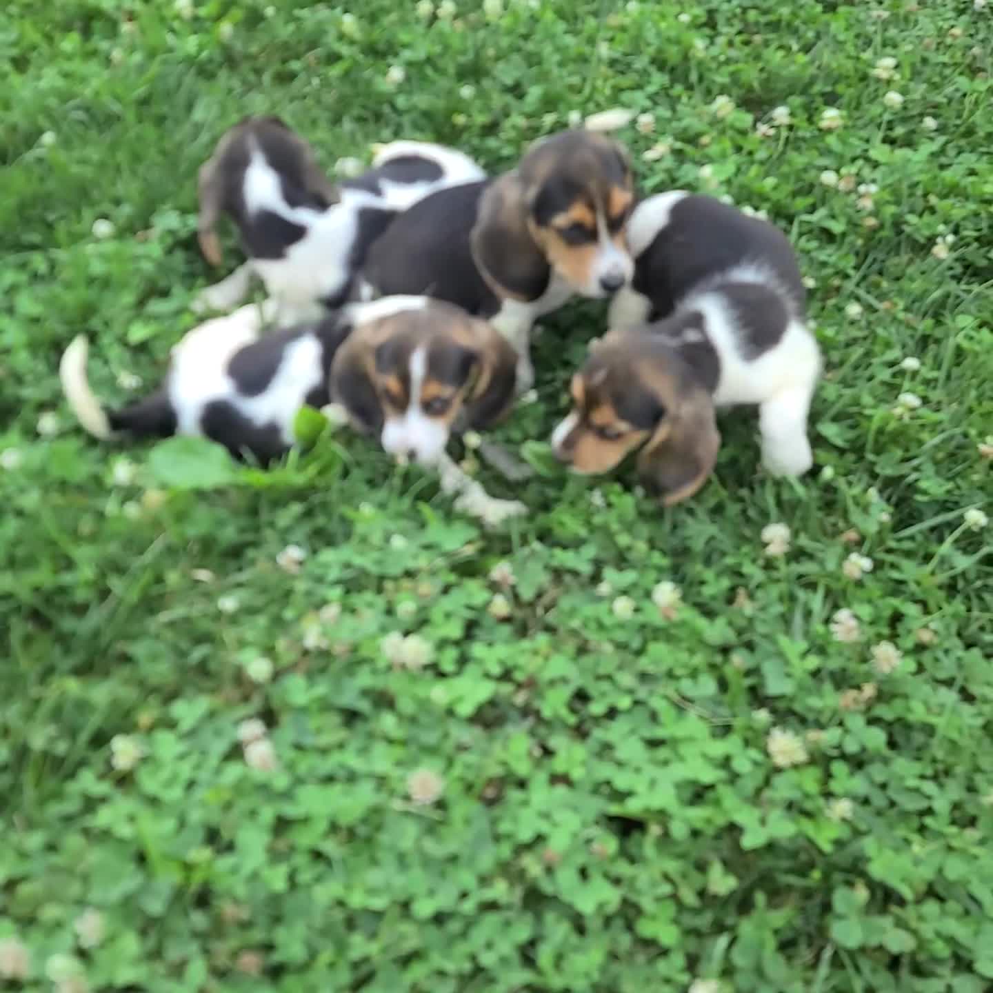 Beagle dogs for sale: Houston - Video 2