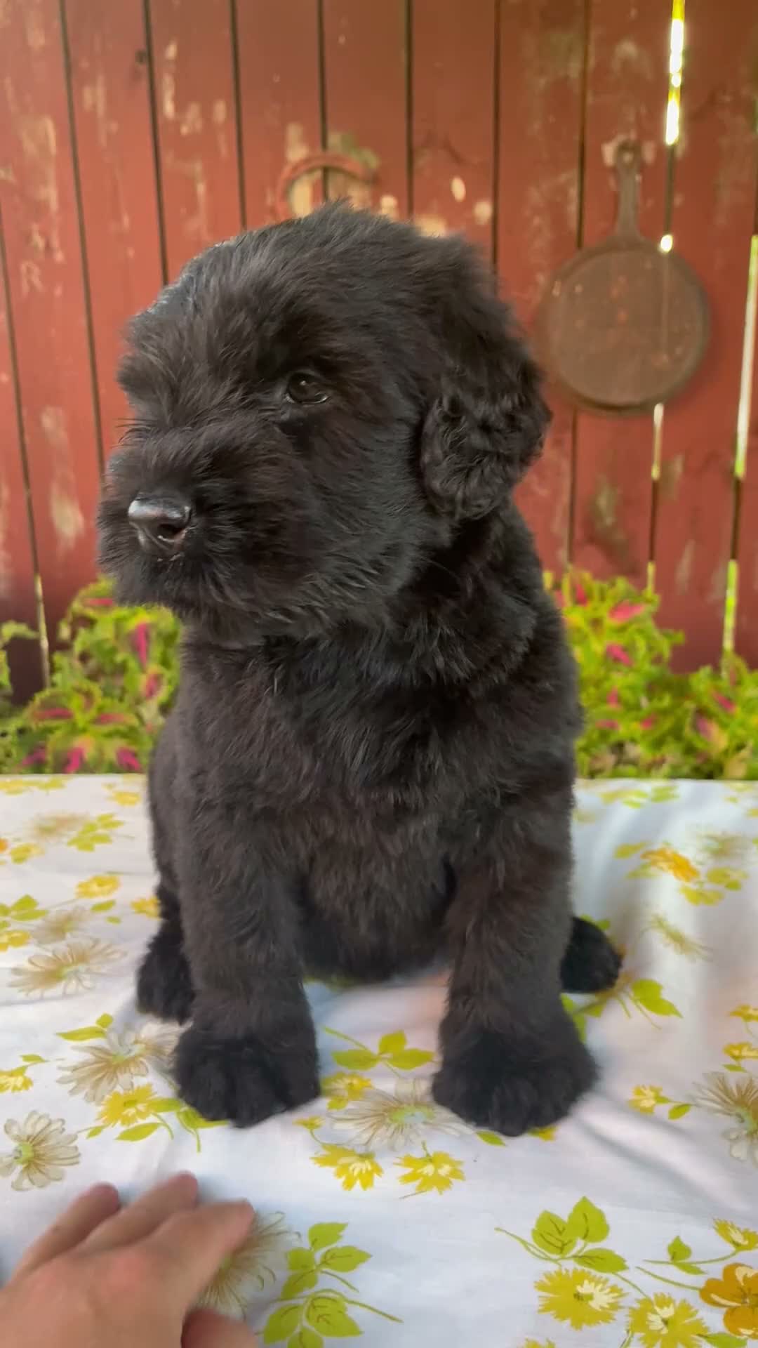 Giant Schnauzer dogs for sale: Renae - Video 1