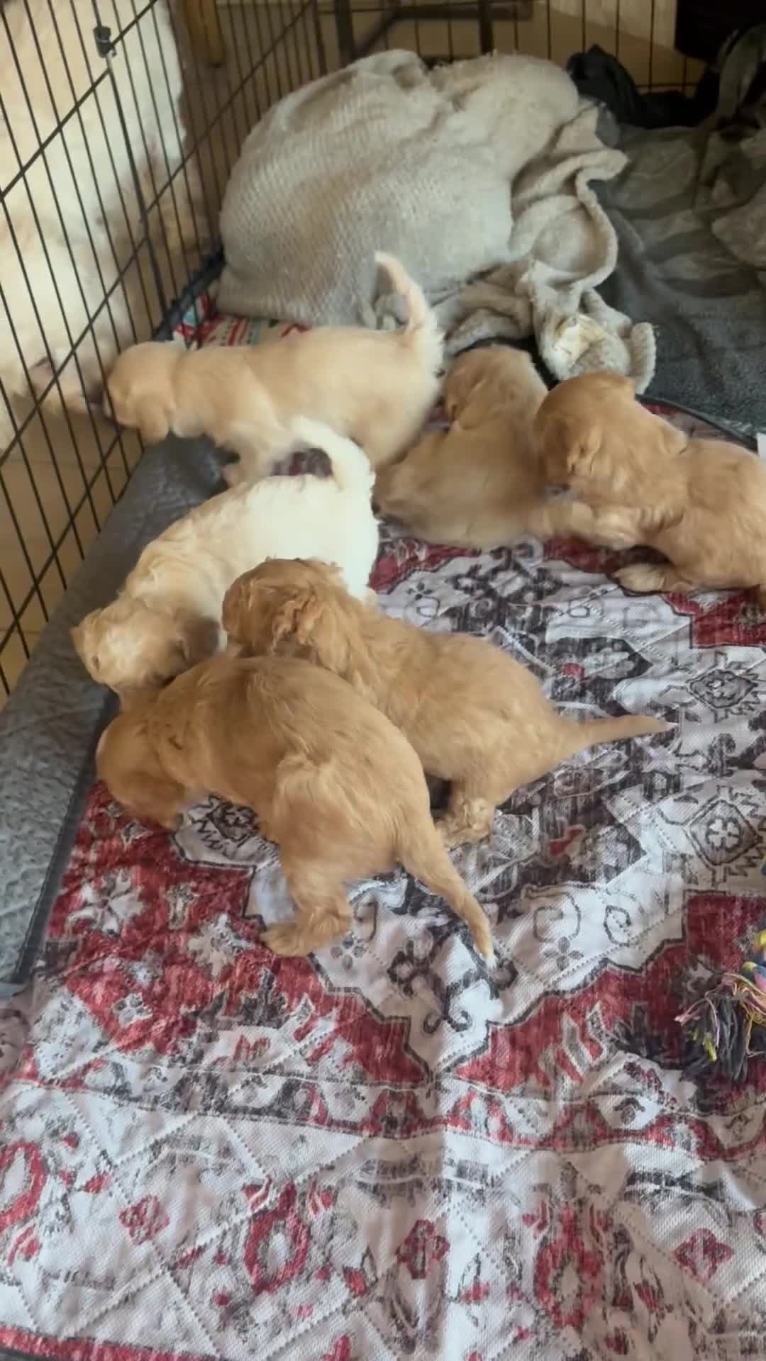 Maltipoo dogs for sale: Maple - Video 2