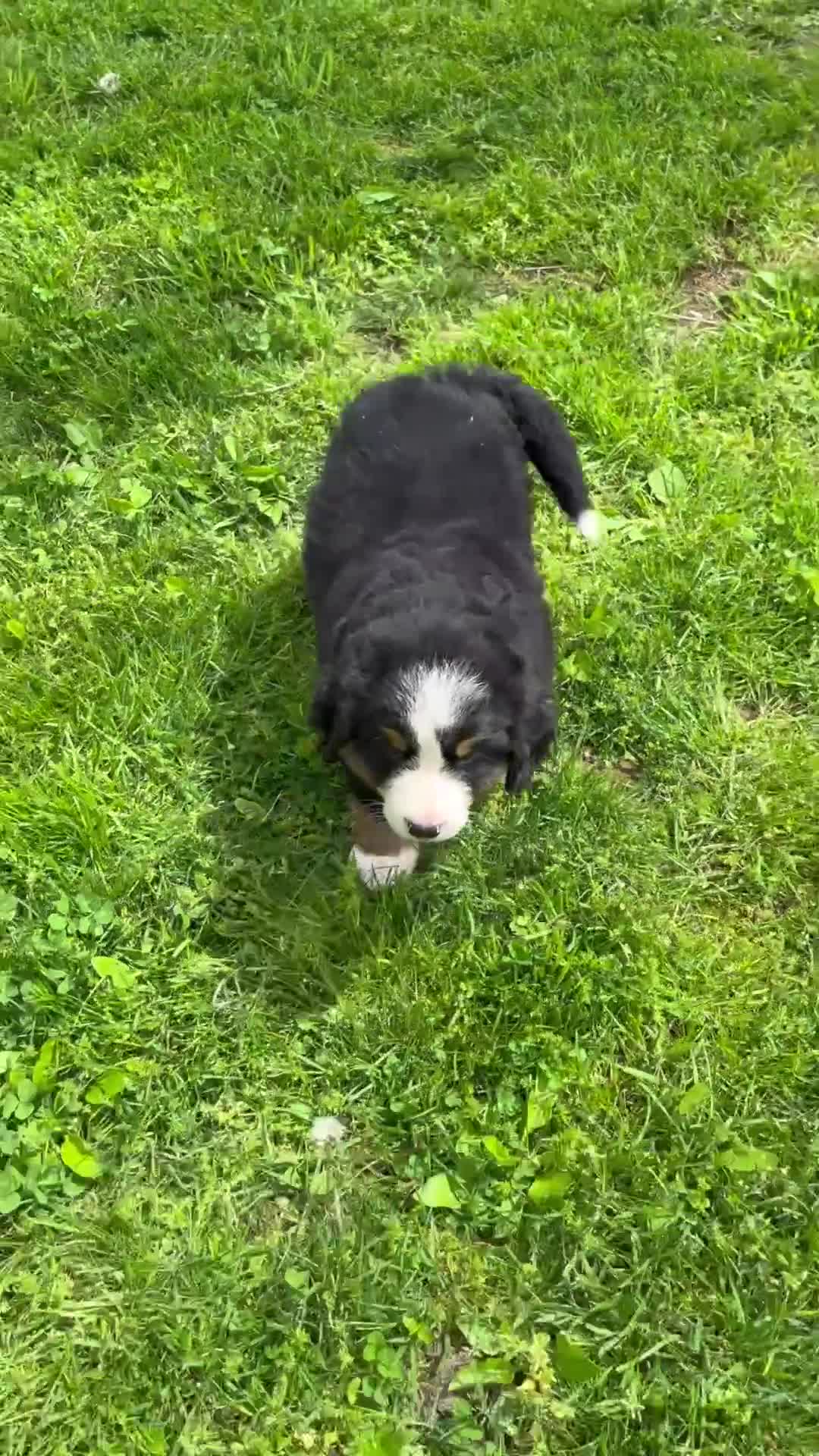 Bernese Mountain Dog dogs for sale: Cammie - Video 1