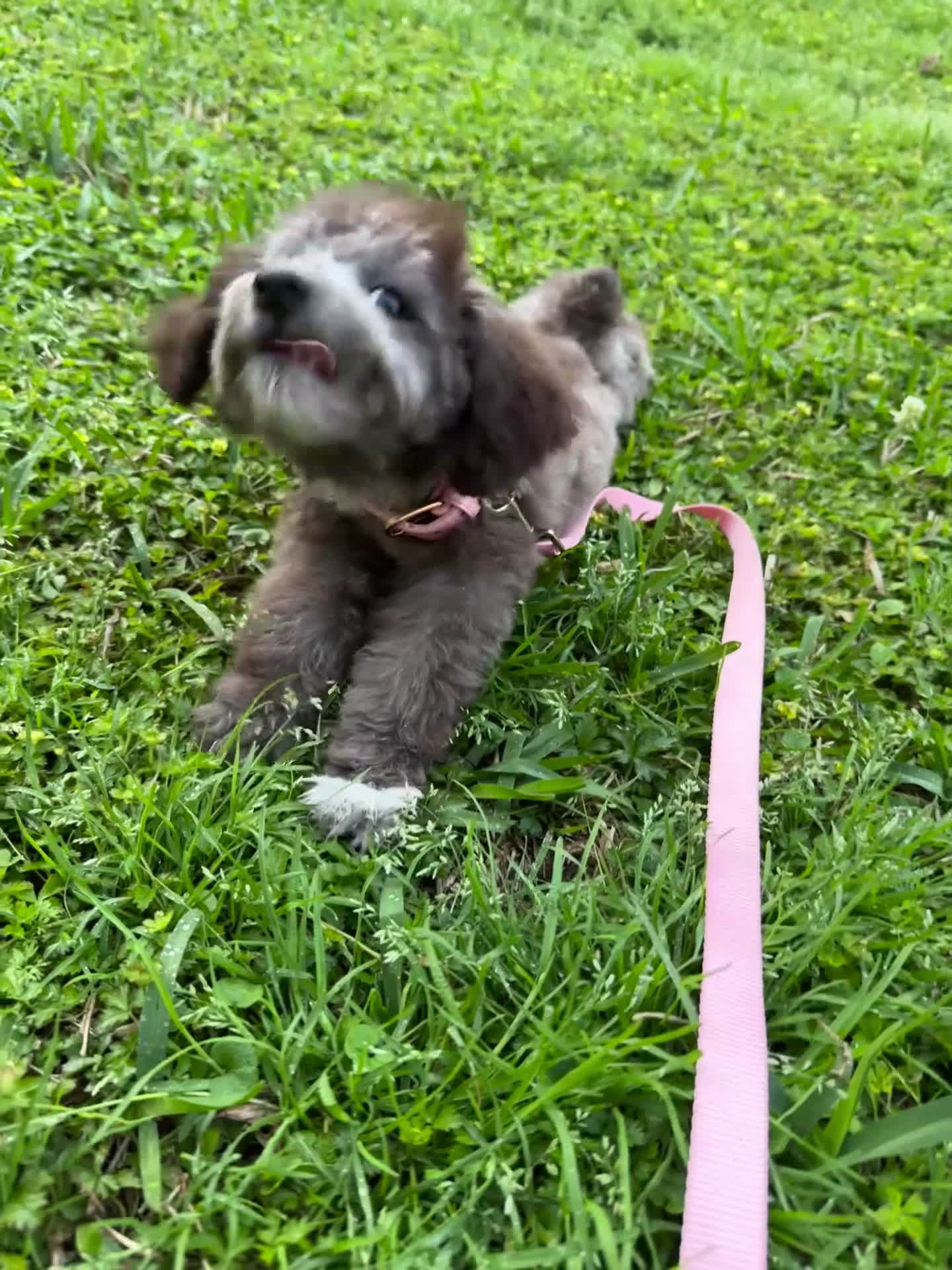 Yorkiepoo dogs for sale: Yorkiepoo Puppy 1 - Video 1