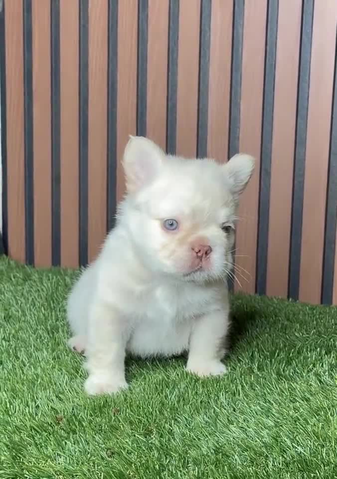 French Bulldog dogs for sale: Polo G - Video 1