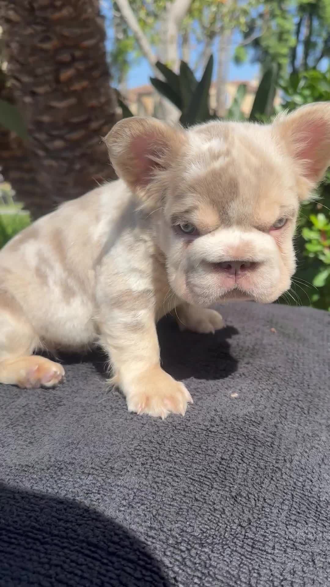 French Bulldog dogs for sale: Gelato  - Video 1