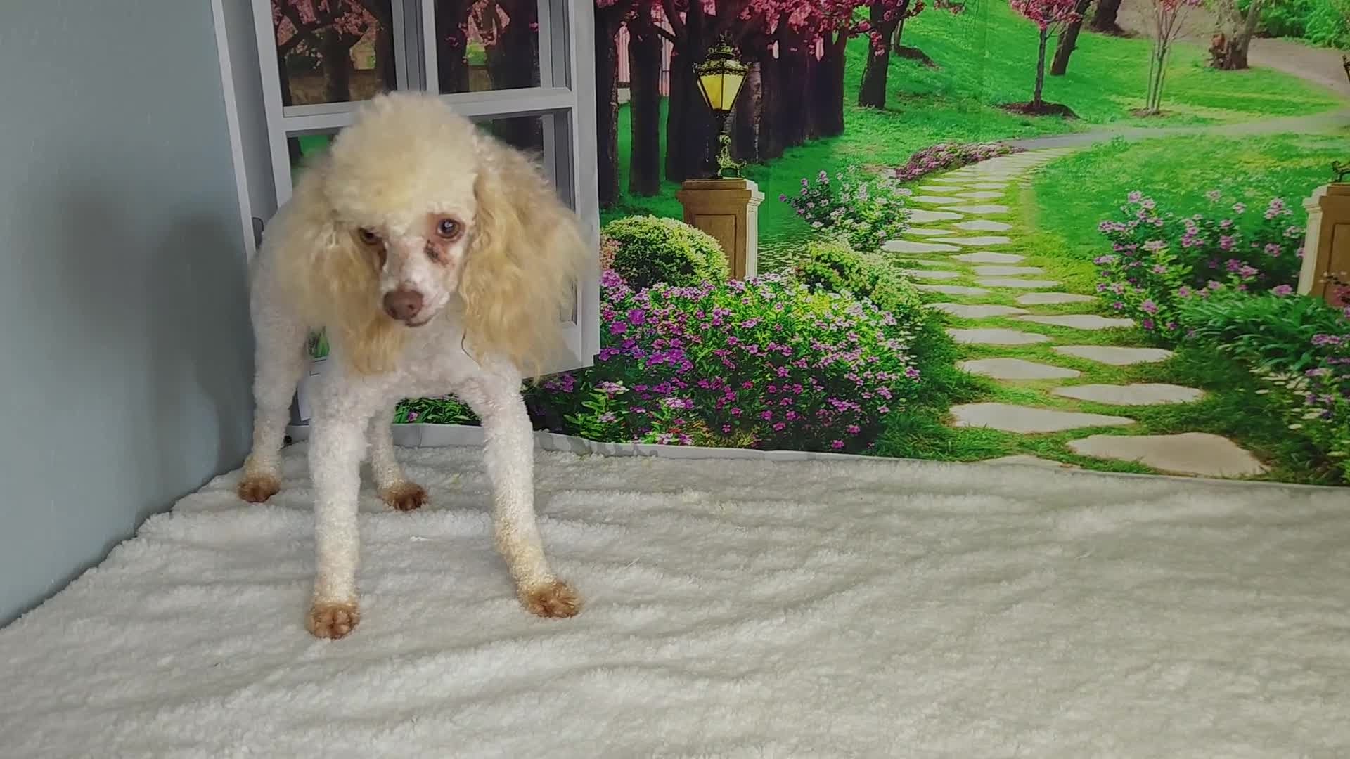 Miniature Poodle dogs for sale: AKC Crew - Video 1