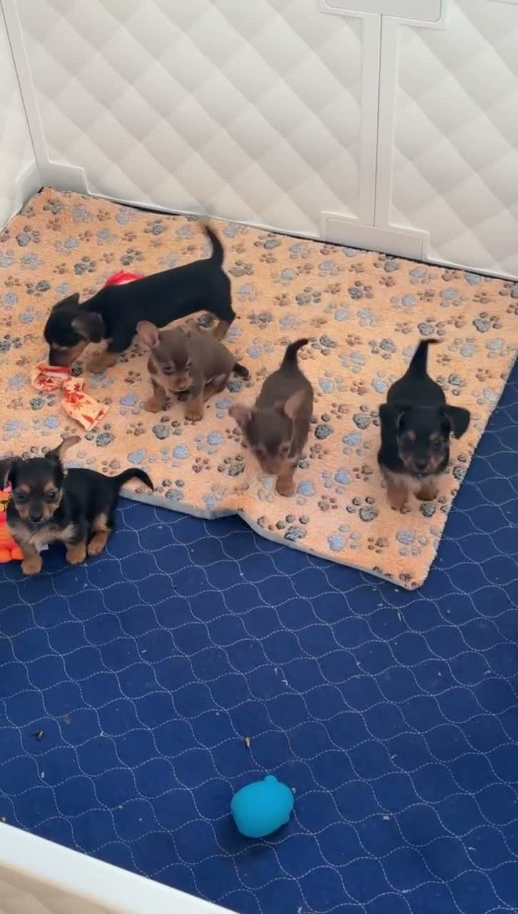 Dorkie dogs for sale: Dorkie 1 - Video 1