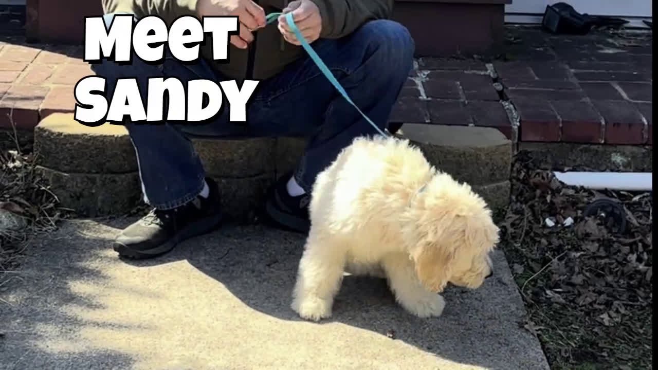 Mixed Breed dogs for sale: Sandy - Video 1