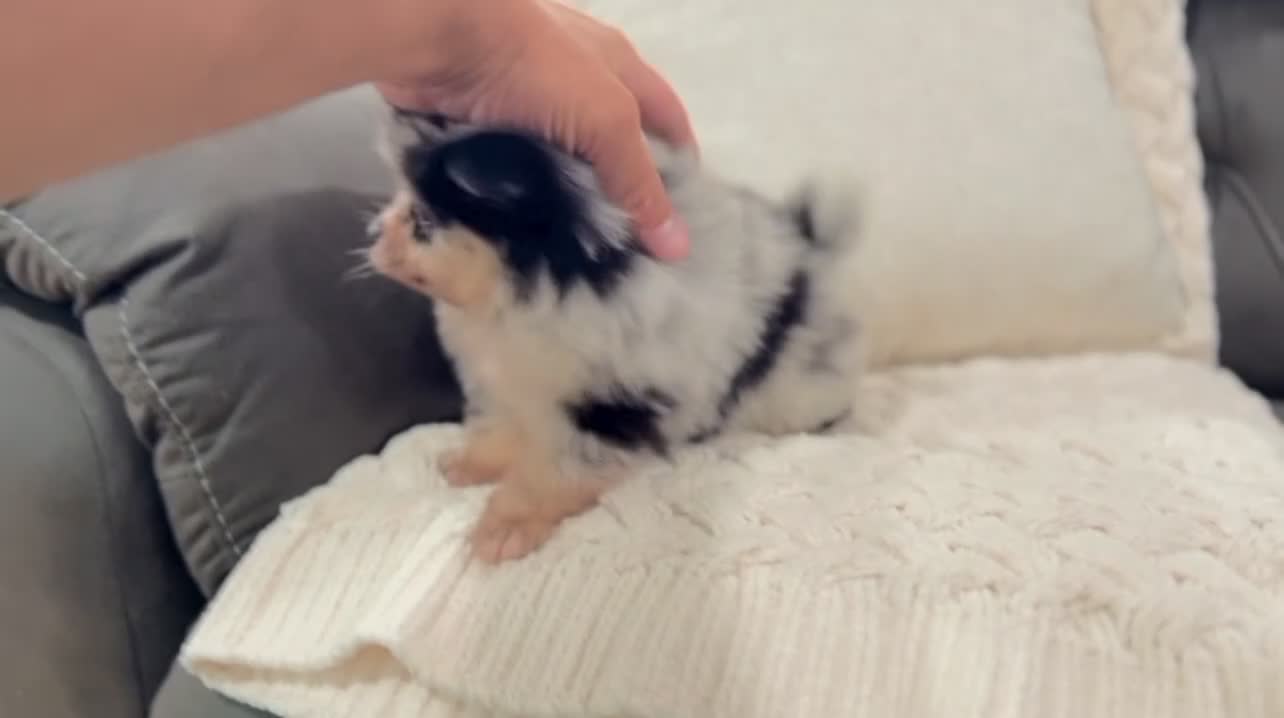 Pomeranian dogs for sale: Fluffy - Video 3