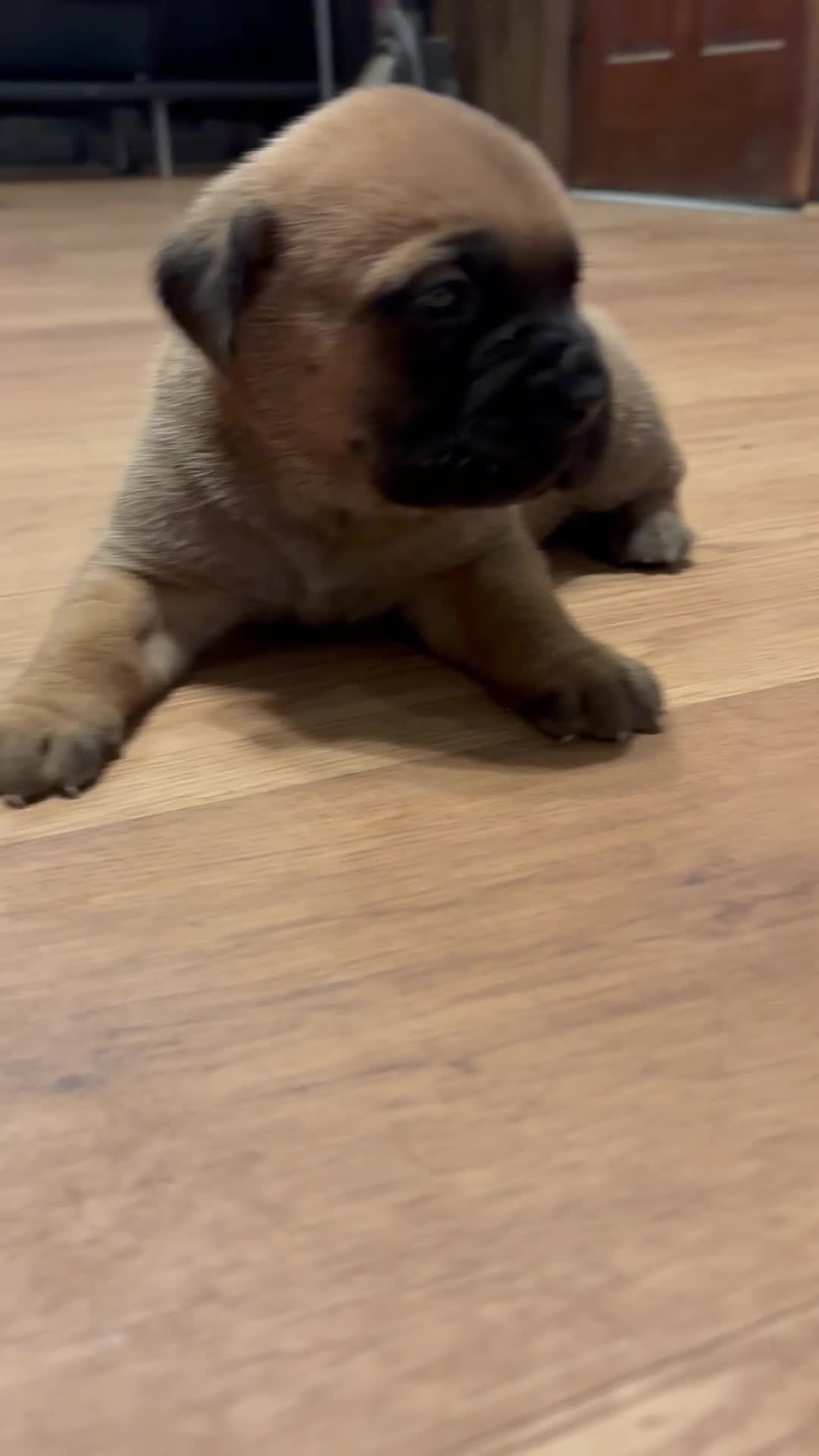 Cane Corso dogs for sale: Cane Corso 5 - Video 2