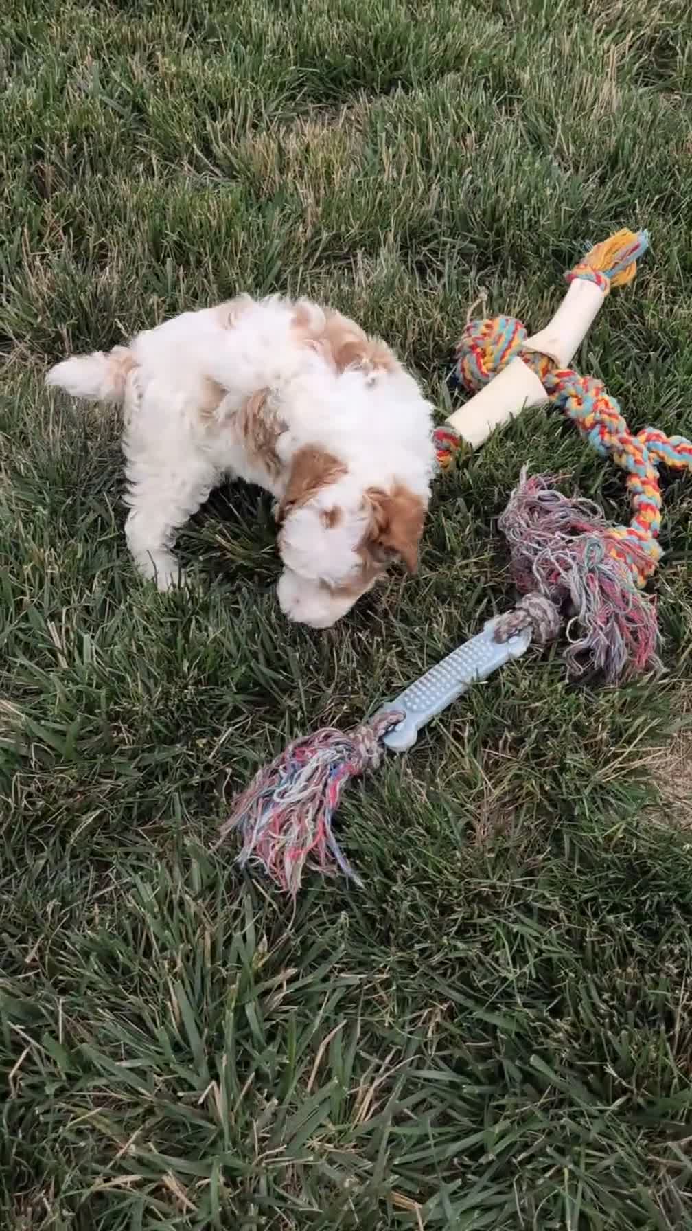 Miniature Poodle dogs for sale: Apollo - Video 1