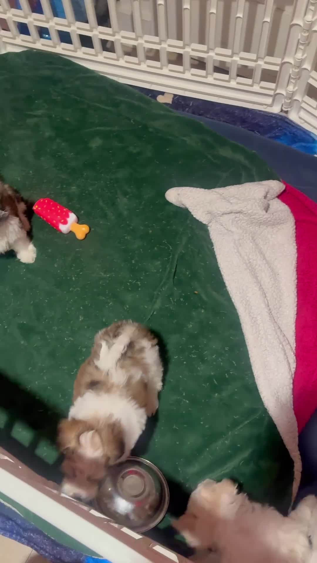 Mixed Breed dogs for sale: Mixed Breed Puppy 1 - Video 1