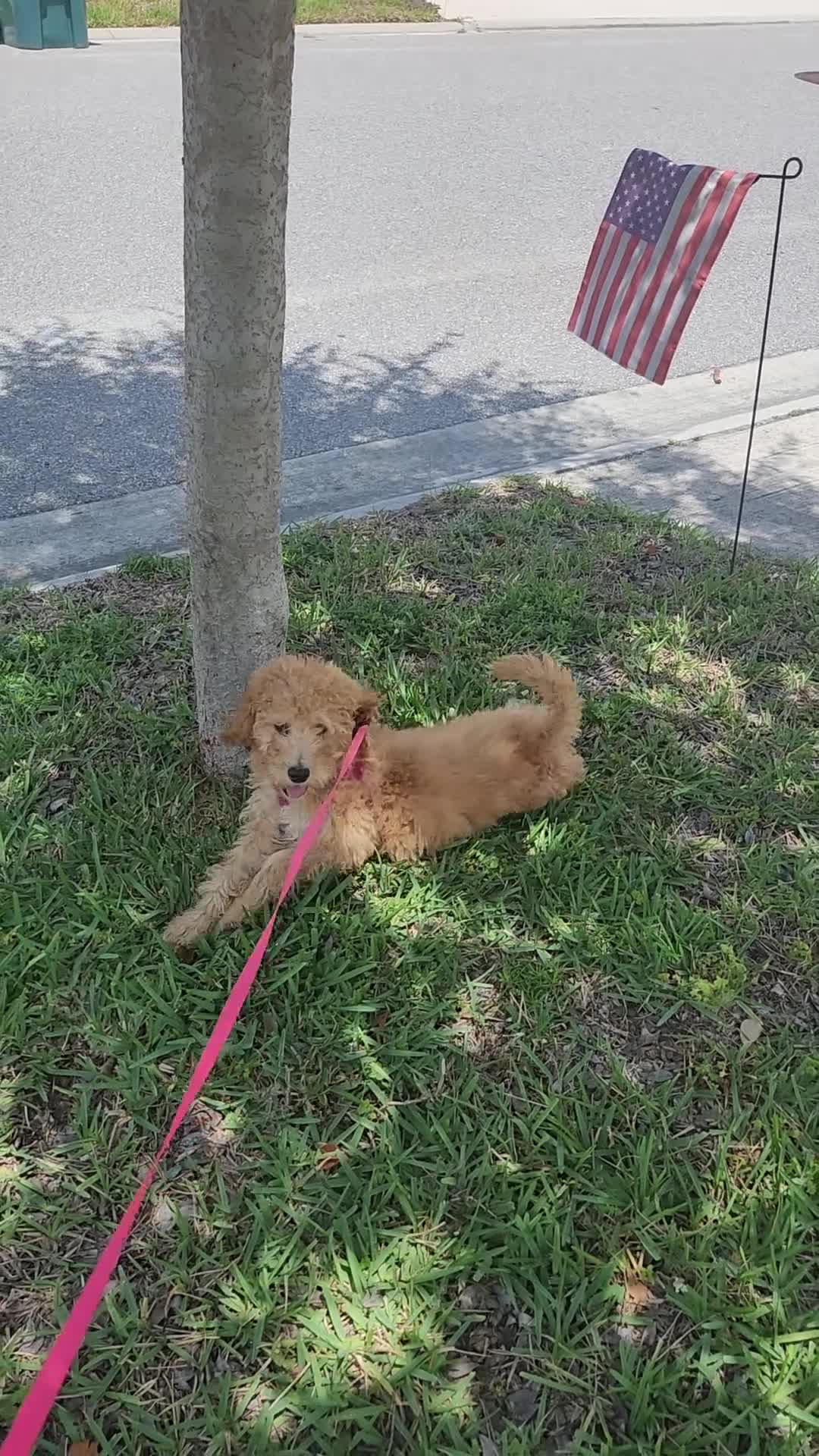 Goldendoodle dogs for sale: Goldendoodle Puppy 1 - Video 1