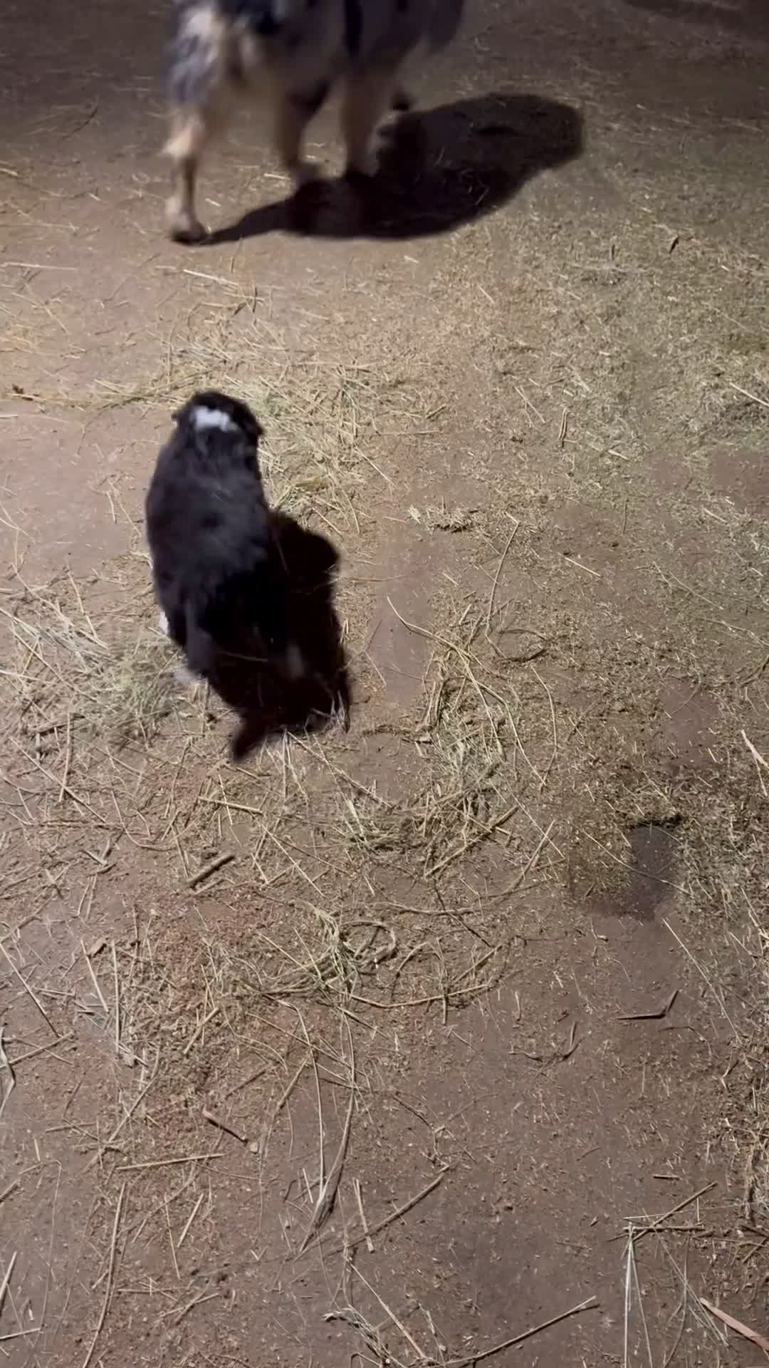 Mixed Breed dogs for sale: Mixed Breed Puppy 2 - Video 1