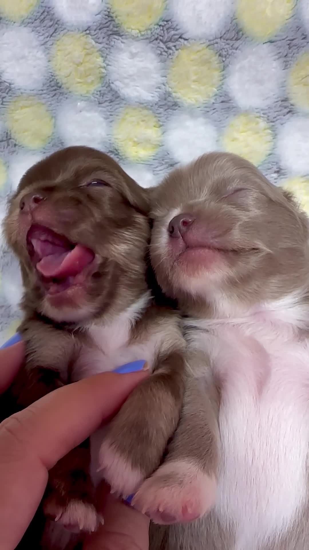 Chihuahua dogs for sale: 🥝Kiwi🥝 - Video 1