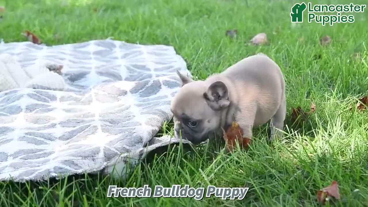 French Bulldog dogs for sale: Polaris - Video 1