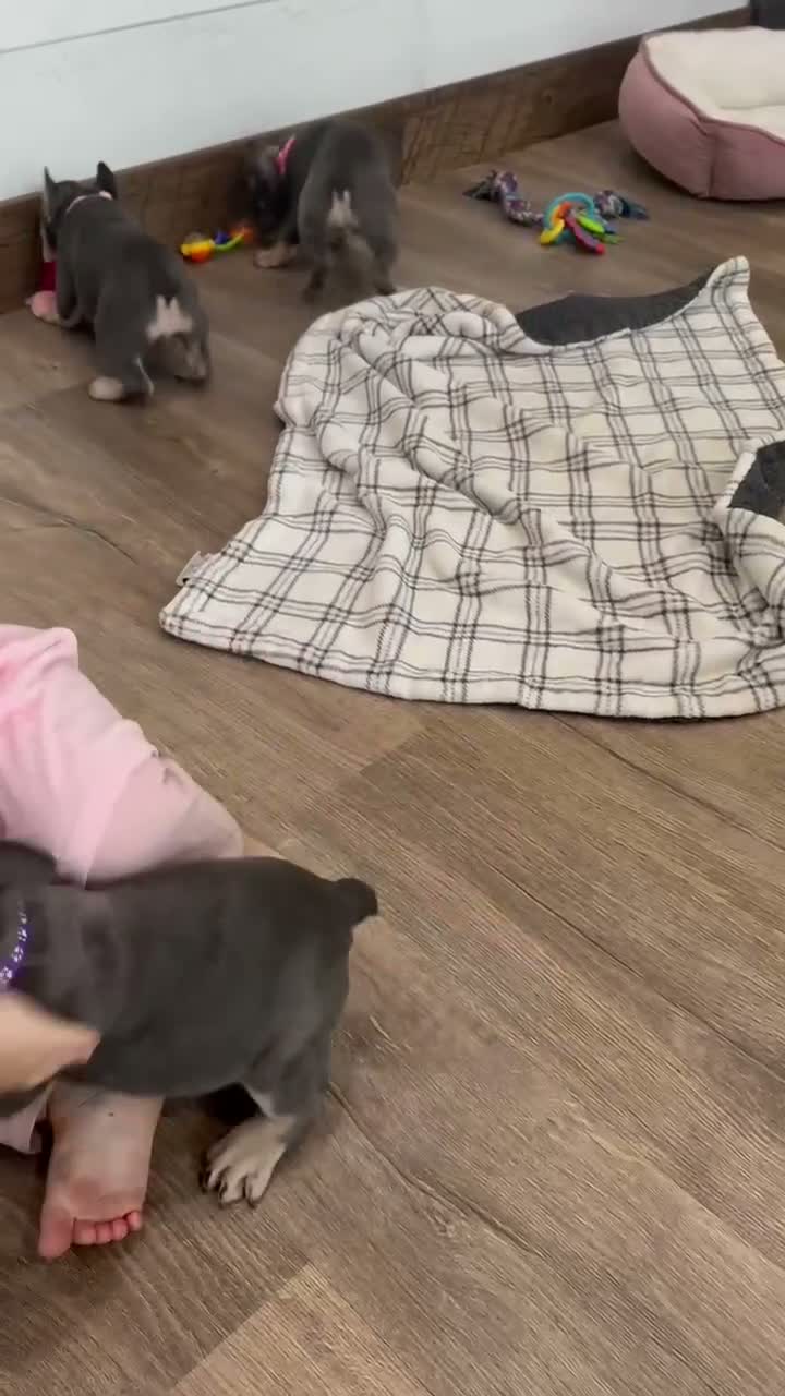 French Bulldog dogs for sale: Ember - Video 3