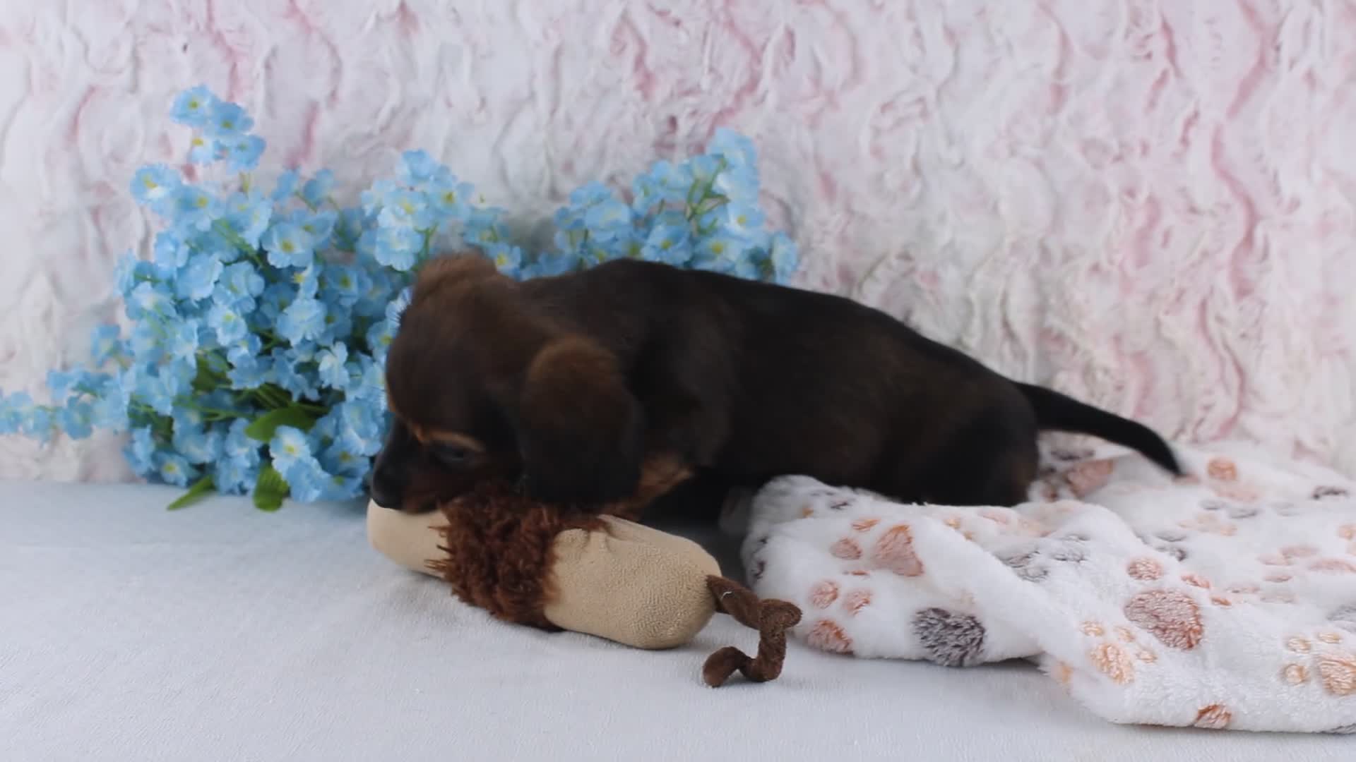 Miniature Dachshund dogs for sale: Harper - Video 1