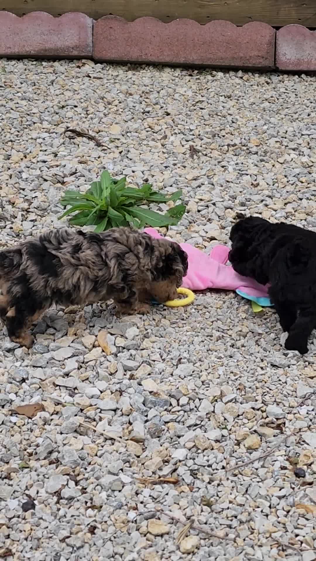 Miniature Poodle dogs for sale: Miniature Poodle Silver Girl - Video 1