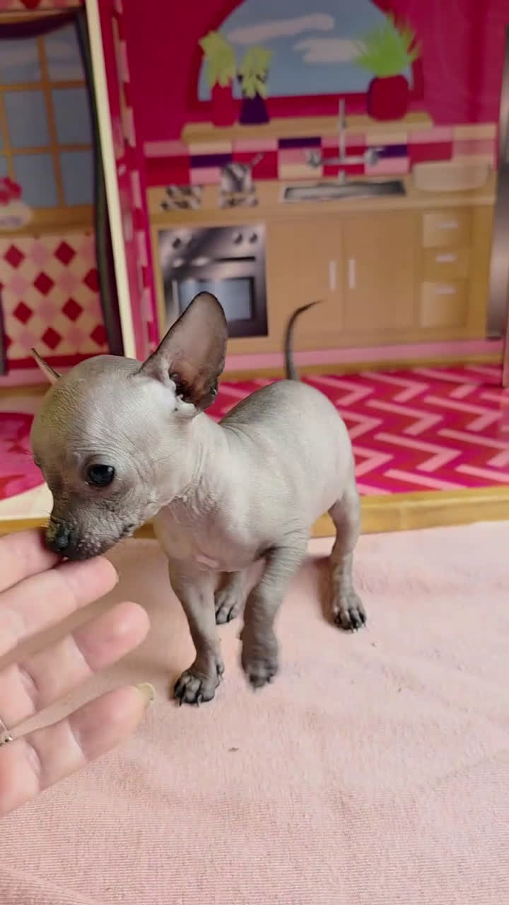 Mixed Breed dogs for sale: Patricia  - Video 1