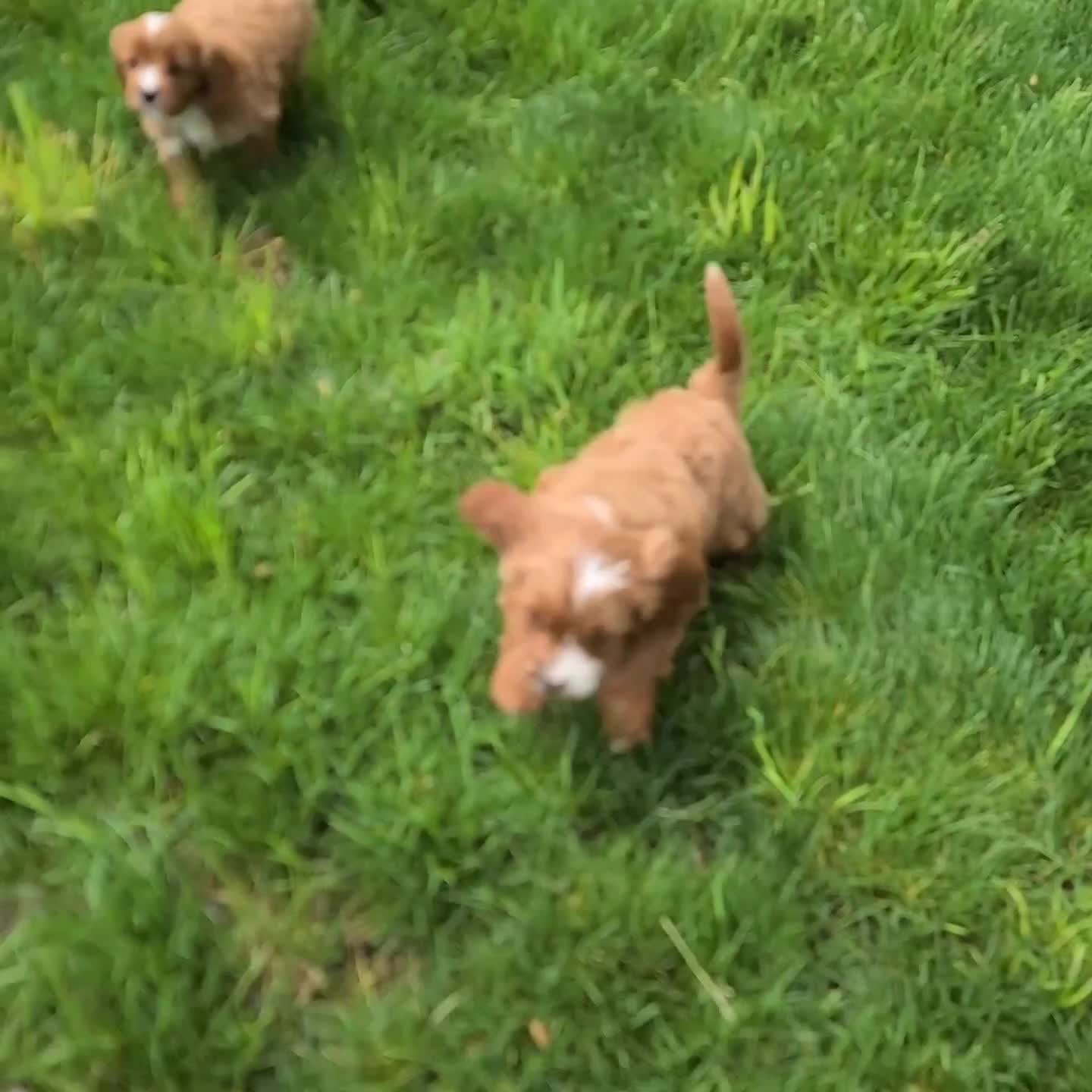 Cavapoo dogs for sale: Riley - Video 1