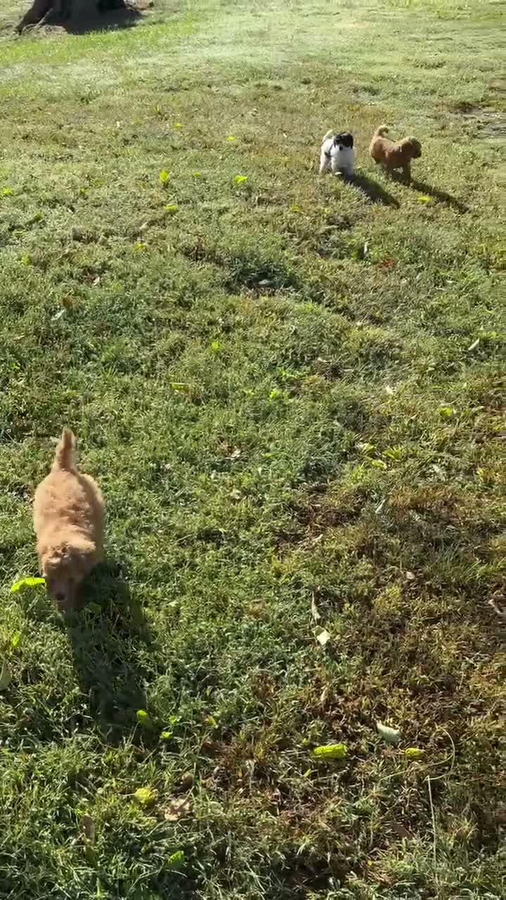 Cavapoo dogs for sale: Daisy  - Video 1