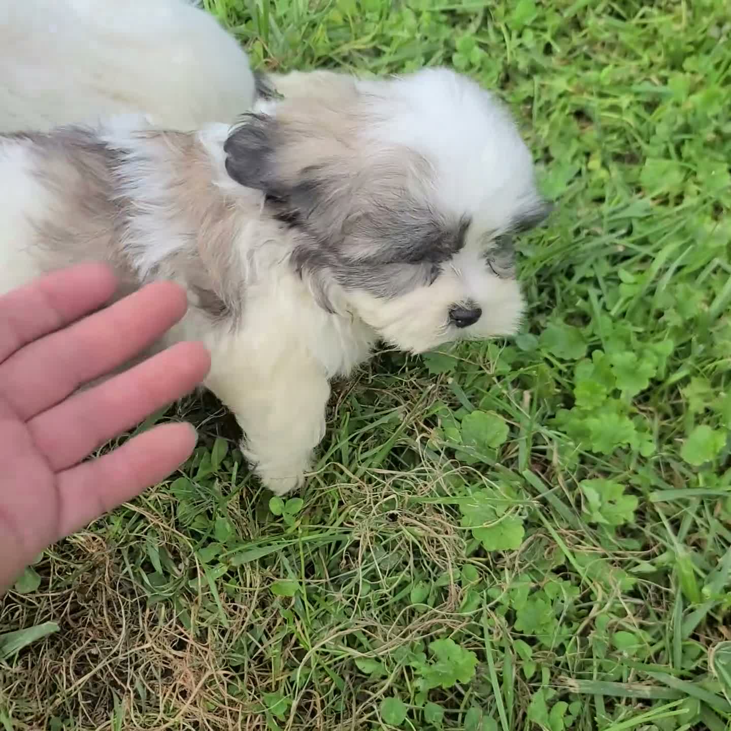 Malshi dogs for sale: Jewel - Video 1