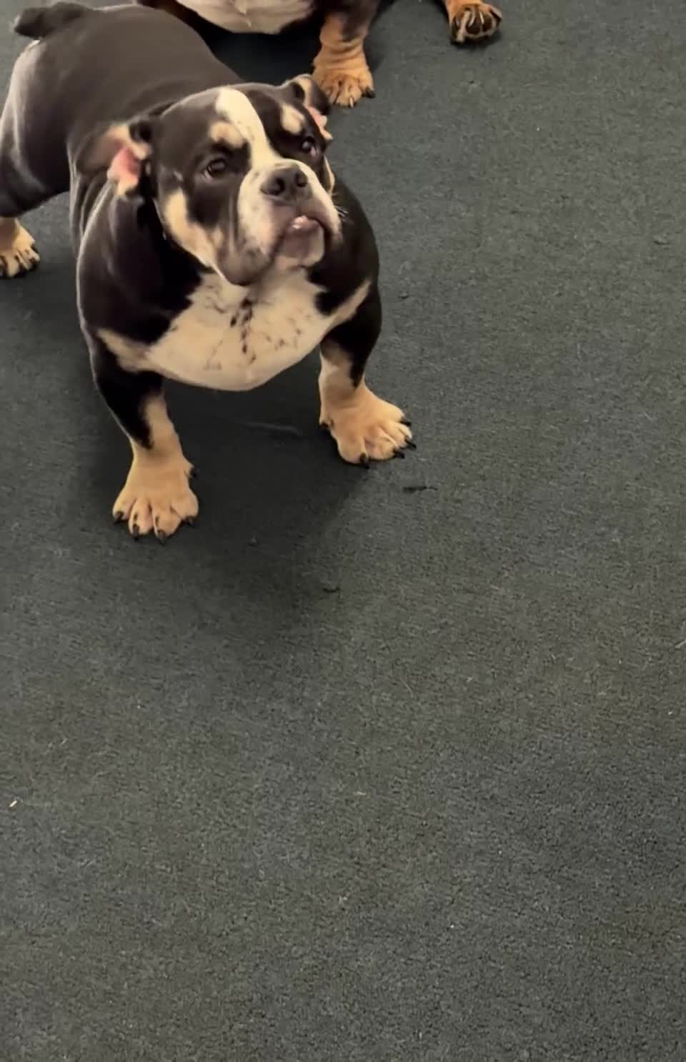 American Bully dogs for sale: Skunky  - Video 2