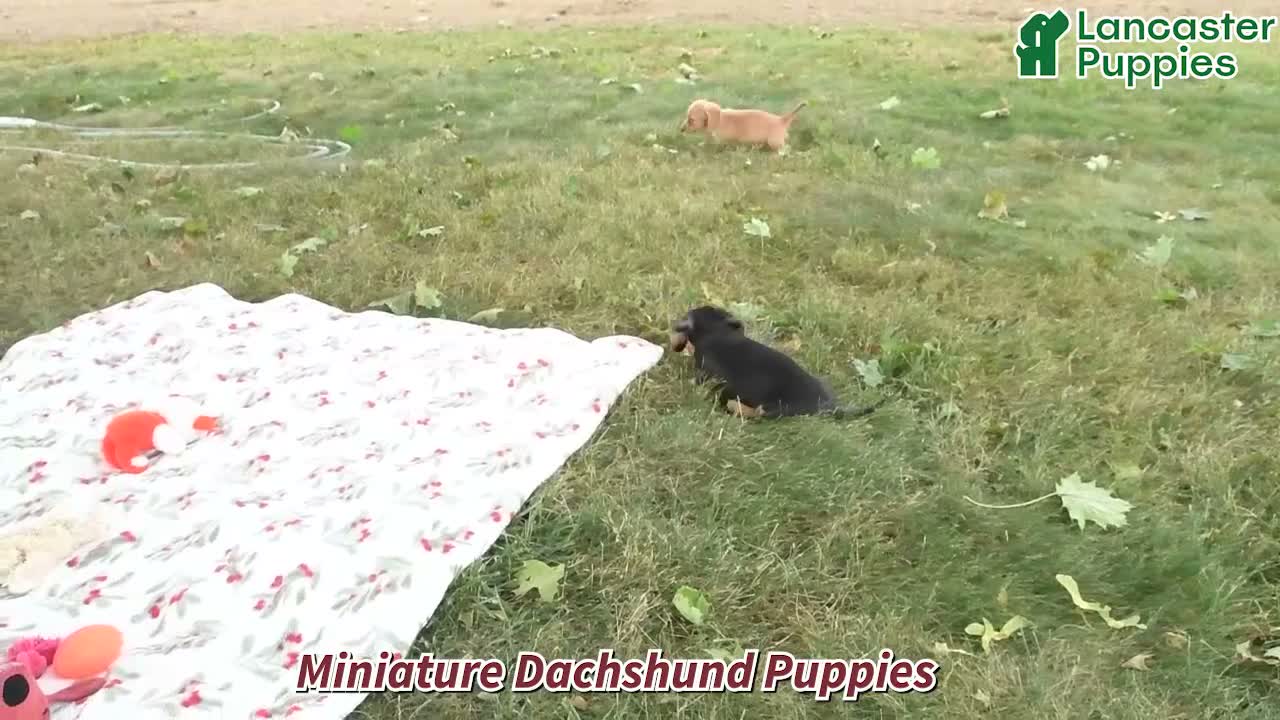 Miniature Dachshund dogs for sale: Ollie - Video 1