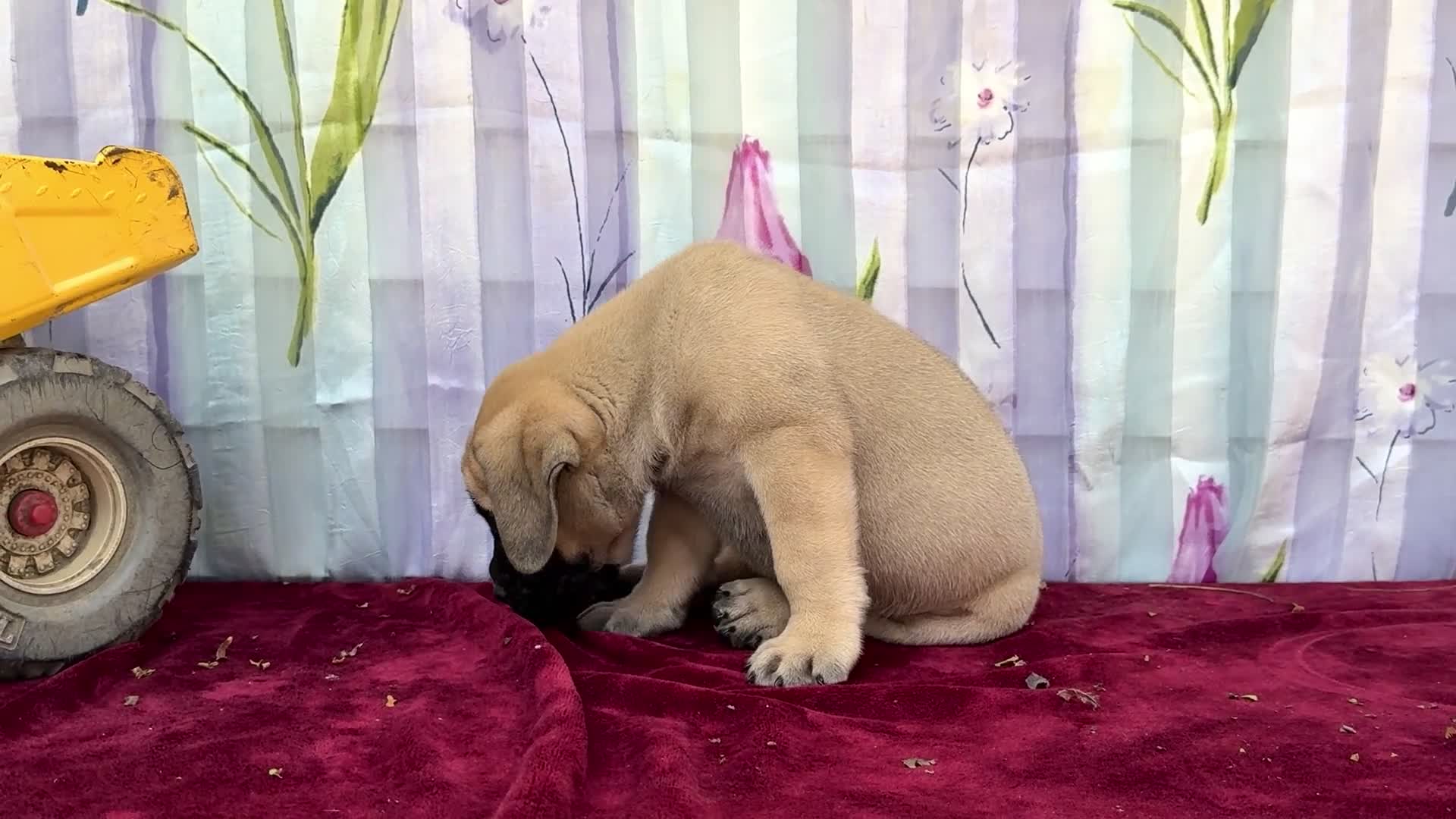 English Mastiff dogs for sale: Marco - Video 1