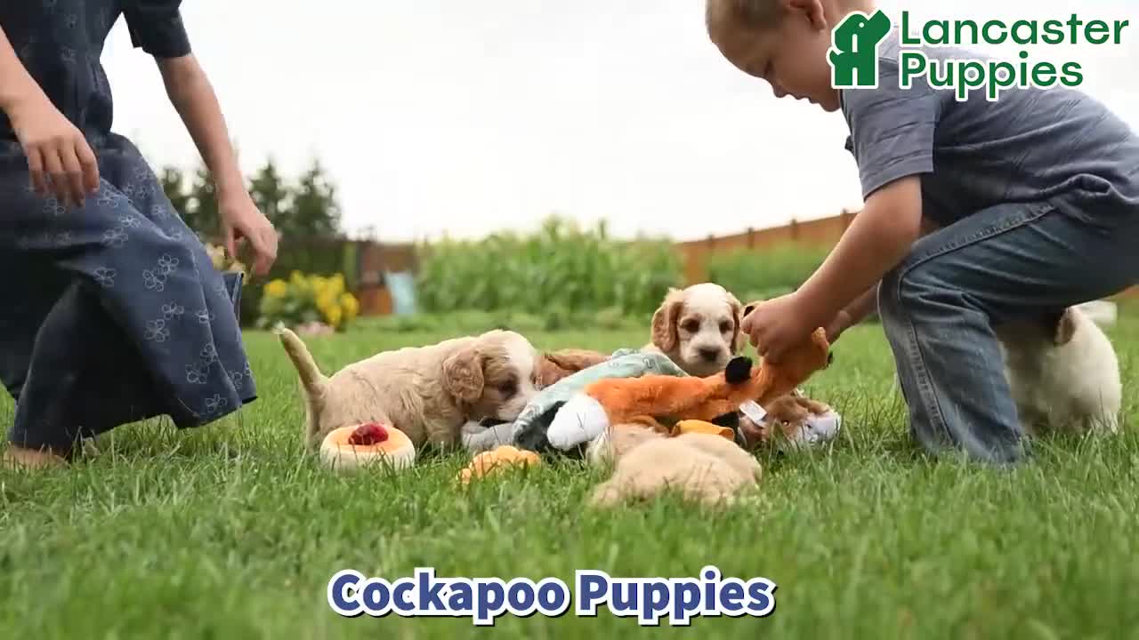 Cockapoo dogs for sale: Coffee - Video 1