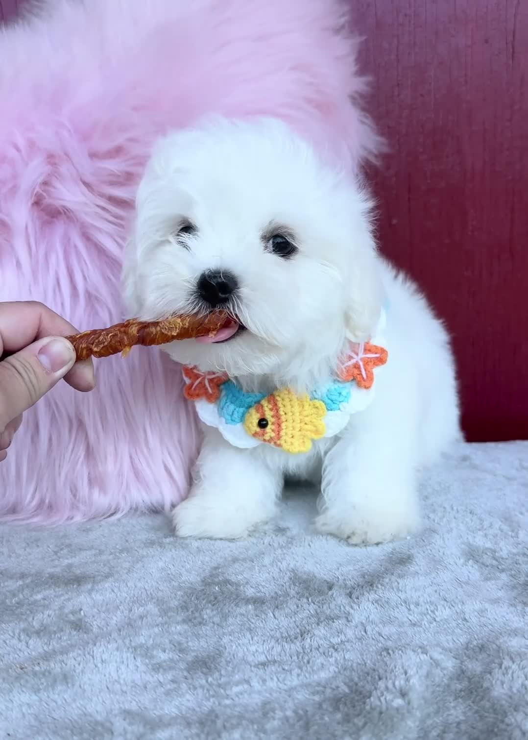 Malshi dogs for sale: 🩷Custard🩷 - Video 1
