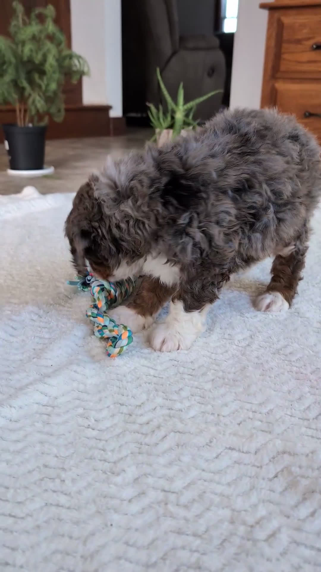 Mini Bernedoodle dogs for sale: Mini Marlo  - Video 2