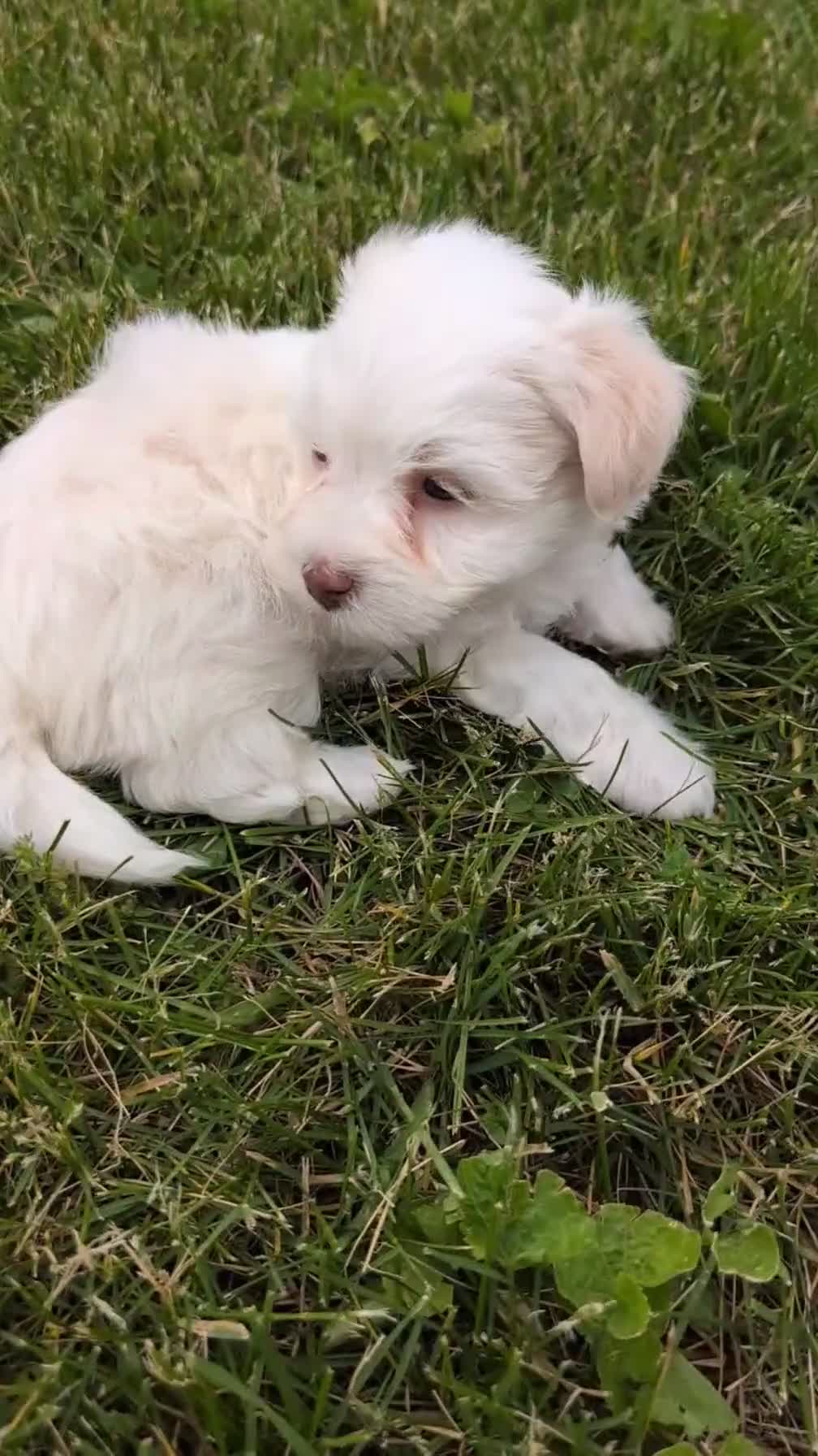 Havanese dogs for sale: Nemo - Video 1