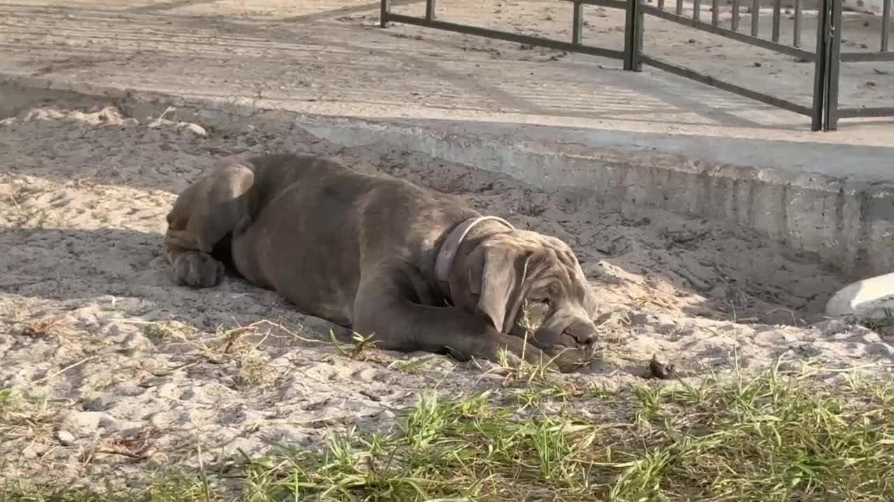 Cane Corso dogs for sale: Cane Corso 2 Caleese - Video 1