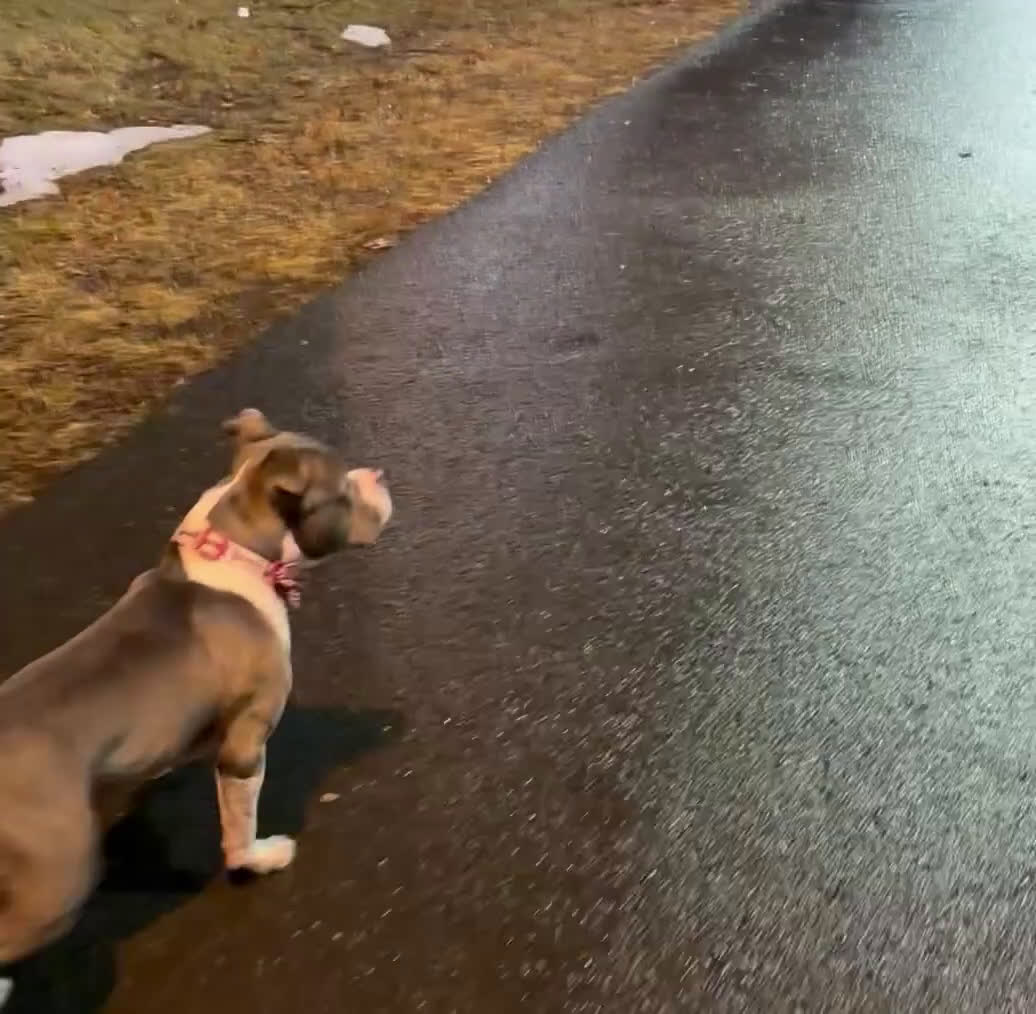 American Bully dogs for sale: American Bully Puppy 1 - Video 1