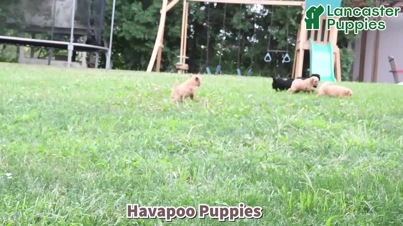 Havapoo dogs for sale: Ayla - Video 1