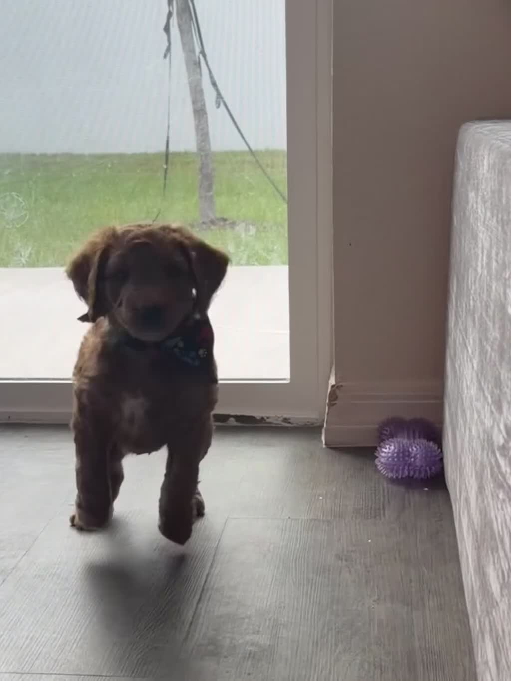 Goldendoodle dogs for sale: Rex - Video 1