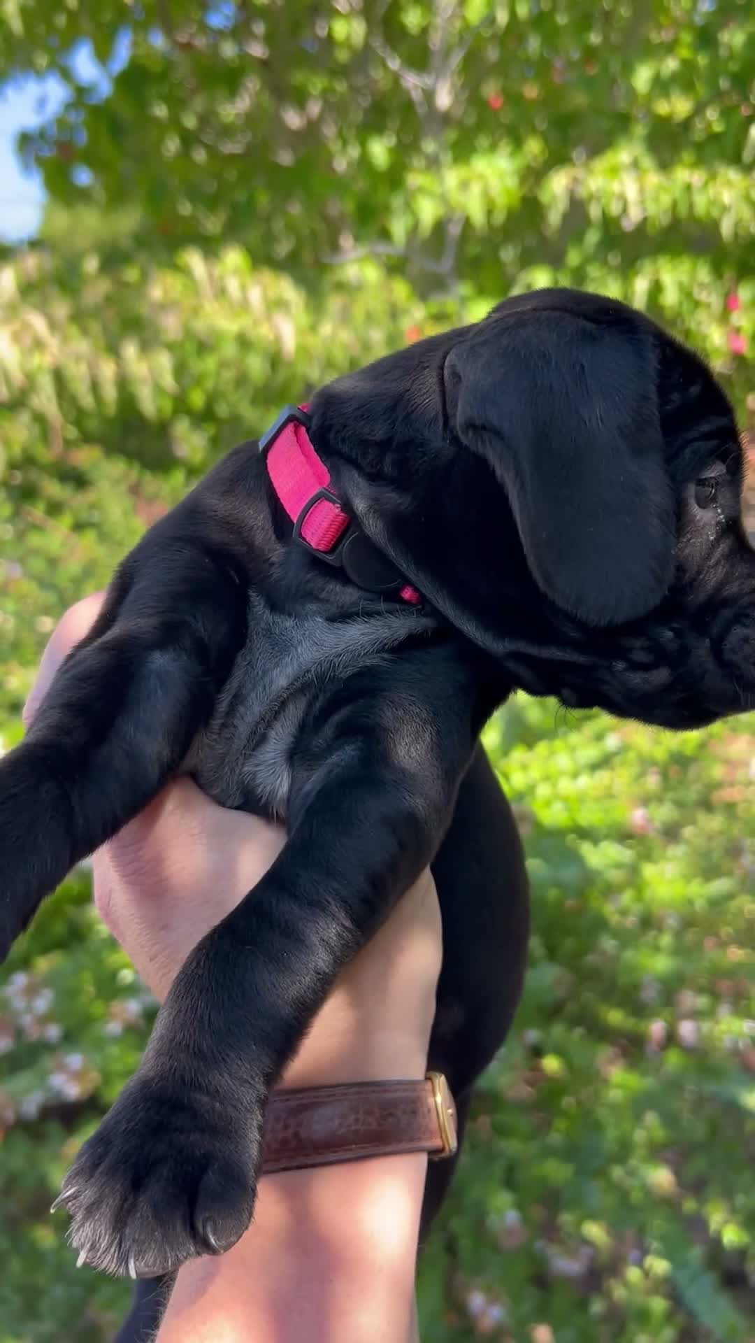 Mixed Breed dogs for sale: Red - Video 1