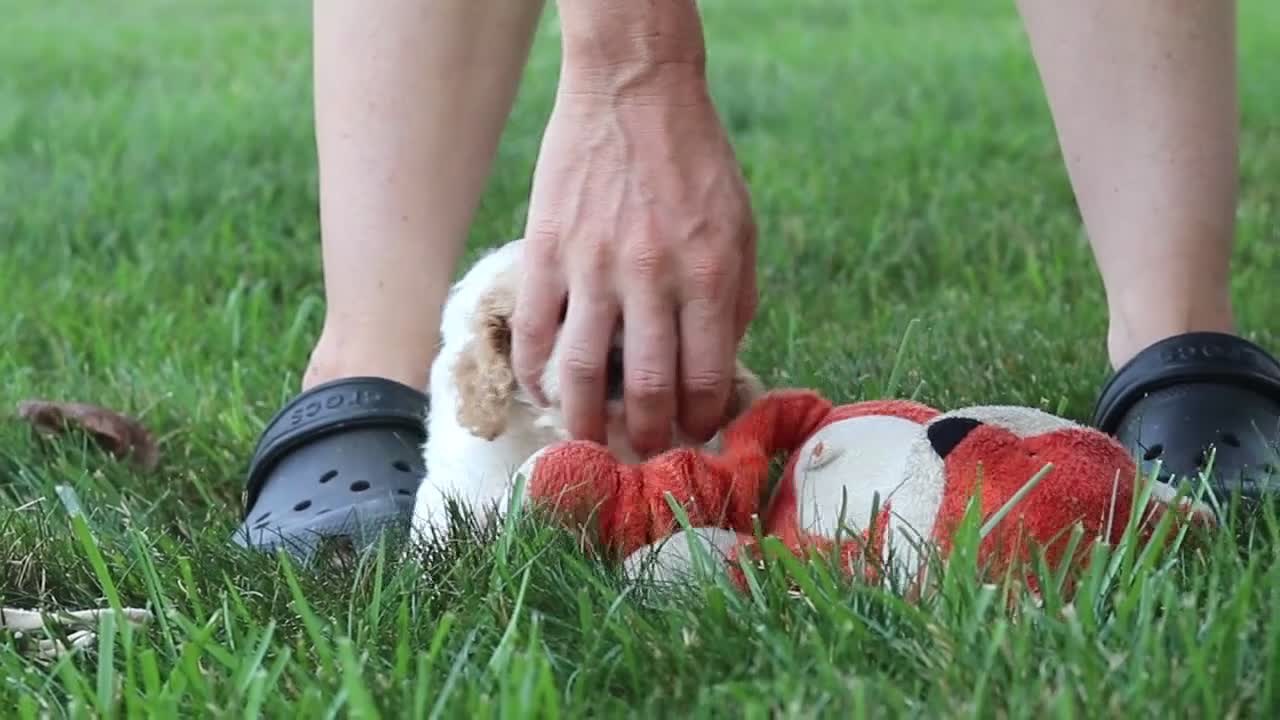 Cavapoo dogs for sale: Logan - Video 3