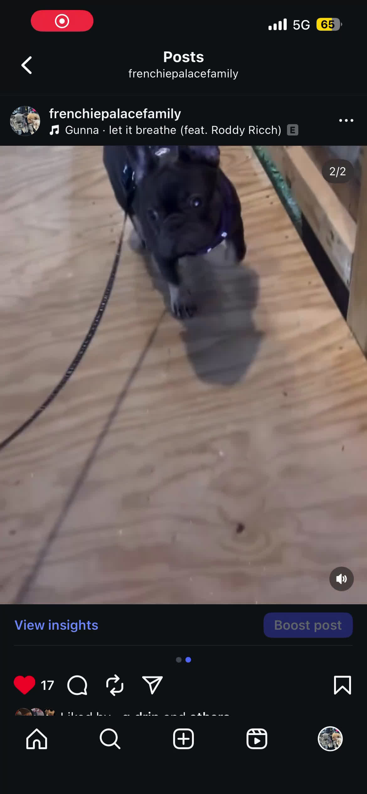 French Bulldog dogs for sale: French Bulldog Puppy 1 - Video 1