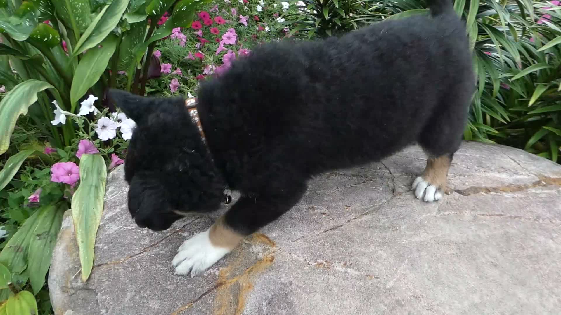 German Shepherd dogs for sale: German Shepherd Briella 3 - Video 1