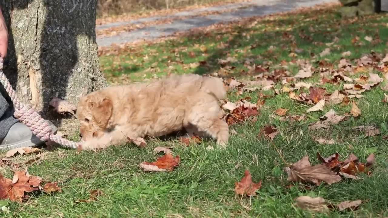 Miniature Poodle dogs for sale: Jewel (AKC) - Video 1
