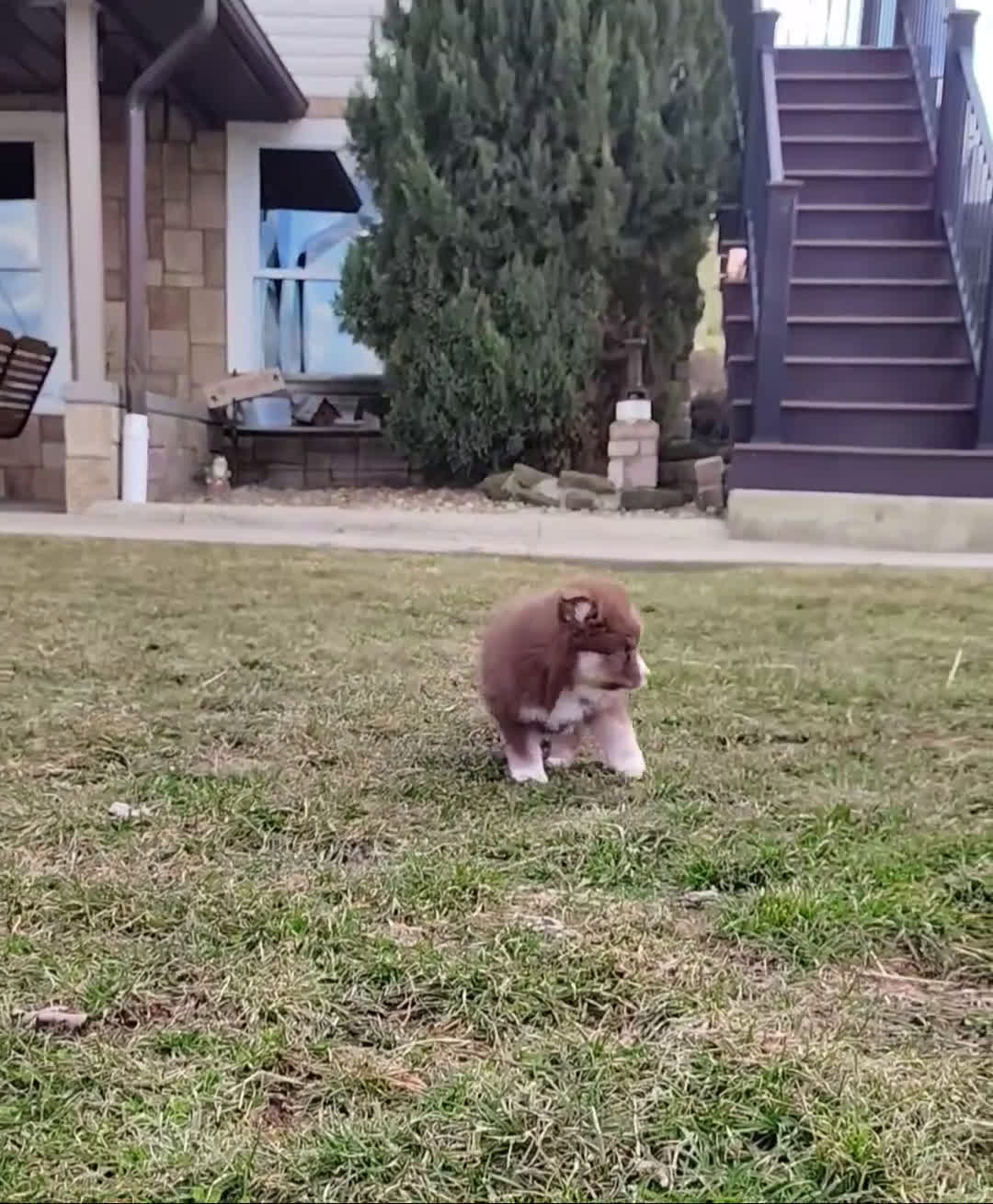 Pomsky dogs for sale: Charlie  - Video 1