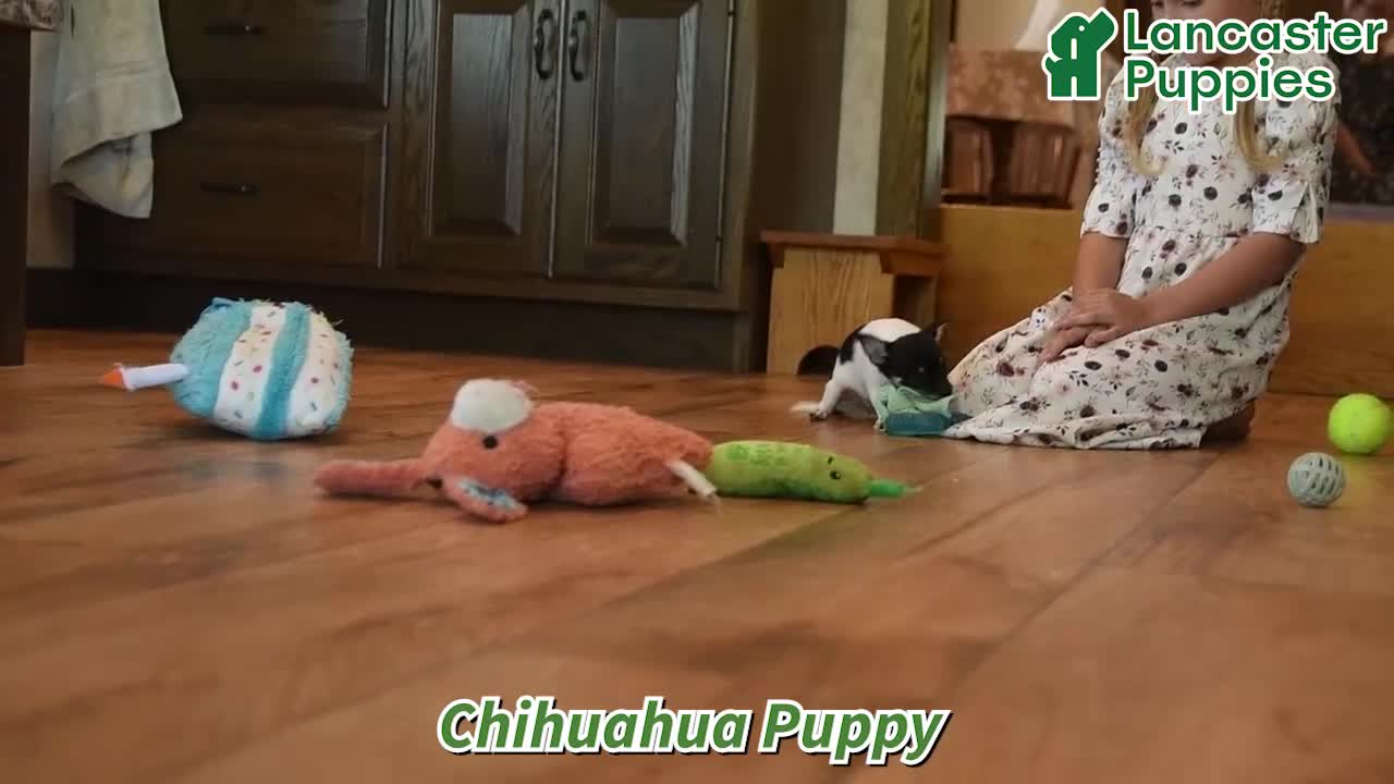 Chihuahua dogs for sale: Spotty - Video 1