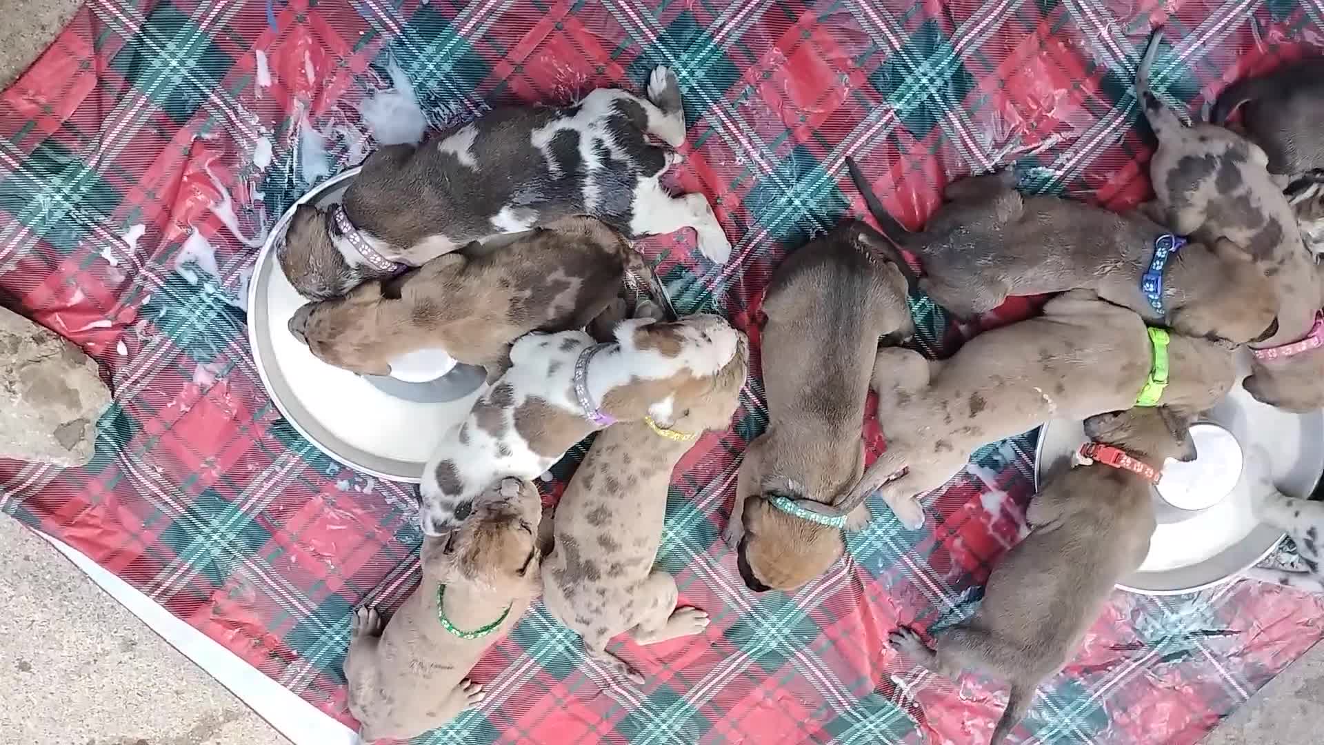 Great Dane dogs for sale: Great Dane  - Black Collar - Fawnequin - Video 7